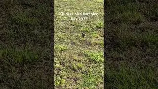 Killdeer bird hatching eggs in grass summer heat 100 #2024 #birds #killdeer #travel #travelvlog