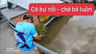 CÂU CÁ MIỀN TÂY | NHÓC KHA DẪN ĐI CÂU CÁ TRÊ SÔNG NHỎ NHƯNG BẮT TOÀN CÁ TRÊ BỰ