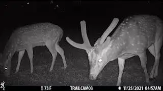 BackYard Trail Cam Moments- Episode 230