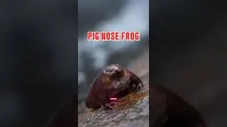 👉 &ldquo;The Frog That Spends Years Underground 🐸💜&rdquo;