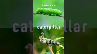 What&rsquo;s a Caterpillar? 🐛 Learn Insect Names!