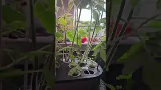 Best LetPot LPH-SE Smart Hydroponic Garden|Top Rated Indoor Herb Growing Kit with LED & WiFi Control