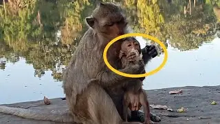 Happy Trails: Exploring Adventures with the Most Adventurous Monkey Family | Tup Monkey
