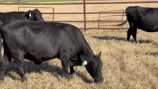 20 head of Bred Angus Cows, #0102 | Cattle for sale