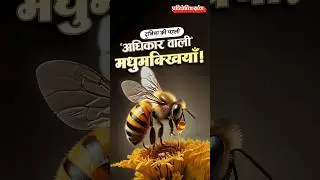 Amazon Stingless Bees get Legal Rights | First Insects Ever Protected | Pratiyogita Darpan
