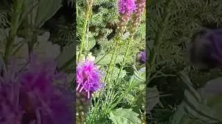 Giant Dragon Fly and Bees in the Garden #shorts #nature #garden #bees #dragonfly #pollinators