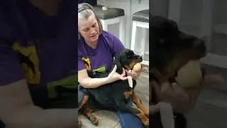 taping ears, taco style Rottweiler Puppy