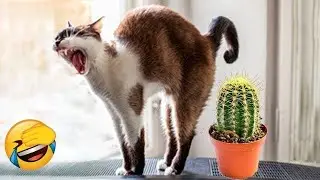 Die lustigsten Tiere 2025 &ndash; Du wirst Tr&auml;nen lachen! | Viral Compilation 😂🐾 Teil 10