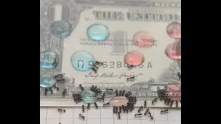 The UNITED Ants of America. Calm, soothing Real-Time Sugar Antics!