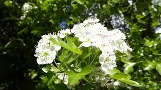 Common Hawthorn - Crataegus monogyna - Sn&aelig;&thorn;yrnir - Hv&iacute;t bl&oacute;m - Bl&oacute;mstrandi runnar