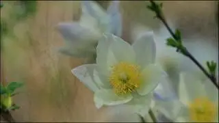 Vivaldi (Concerto No. 3 in F Major, RV 293)