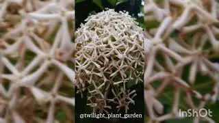All About Plant and flowers !!| Twilight Plant Garden