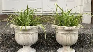 Container Planting of Ice Dance Japanese Sedge 