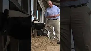 Some cows really aMOOsed #KARE11's John Croman at this #dairy #farm in Le Sueur County. #shorts
