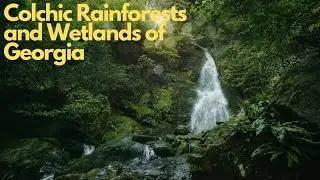 Exploring the Colchic Rainforests and Wetlands of Georgia