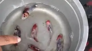 Biar Modal tipis tapi masih bisa Isi Stock Kios ikan hIas. 