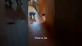 Drone vs. Cat #funny #cats #drone