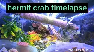 Time Lapse of Our Captive Bred Hermit Crabs 🦀 🐚  Silent Crab Rave/crazy crabs 11-28-23