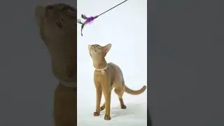 Introducing BuddyArmor Safety Cat Collar! 🐾 #catcollar #cat #petfashion #pets