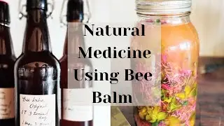 How to Make a Bee Balm Oxymel for Sickness