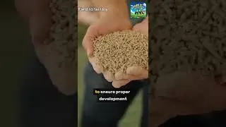 From Farm to Factory Bacon's Journey