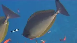 Red Sea - St. Johns Reef