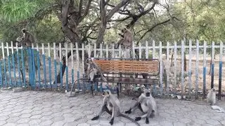 Amazing Monkey Meeting | Funny Monkey Video  |  Funny Monkey Meeting 2017