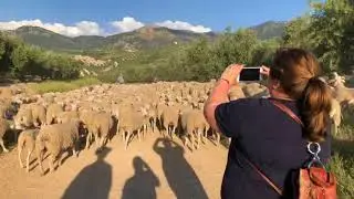 paso de las ovejas por Burunchel,  transhumancia 2018