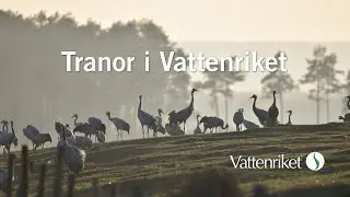 Tranor i Vattenriket
