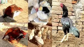 Mushka and Peela Aseel Chicks Growth From Different Hatches | Day by day growth | Quality Aseel