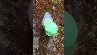 【Emerald green】アオミオカタニシLeptopoma nitidum【末吉公園】