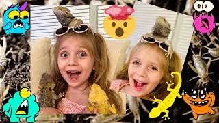 Reptile Care | 3 X bearded dragons | All about Beardies!!! |
