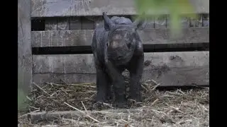 Flamingo Land Resort Live Stream - Black Rhino Calf Cam
