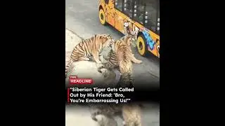 🚨 A Siberian tiger bite a safari vehicle's tire but a companion tiger stop the mischief 😂