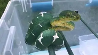 You want a piece of me? (Northern Emerald Tree Boa - Corallus Caninus)