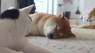 【癒し】柴犬の親分に全身でだいすきを表現する猫の姿が、これ。