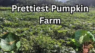 WOW!! 😮 Prettiest Pumpkin Farm i see in Jamaica after the Devastation of Hurricane Melissa. 