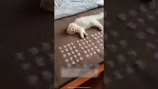 my pet viral video 🤣 #funny #funnyvideo