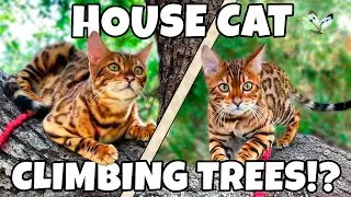 Bengal House Cat First Time Climbing Trees - L&eacute;o First Time Climbing Trees!