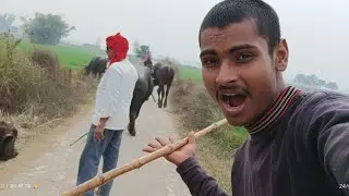 भैंस को चराने लेकर गए बगीचे में 😮