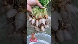 changeri farming #youtubeshorts #agriculture #trending #farming