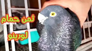 اثمينة و توليعة صباحية وبعض معلومات على حمام لودينو🔥⁦♥️⁩