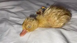 🦆 Call Duck Assisted Hatching