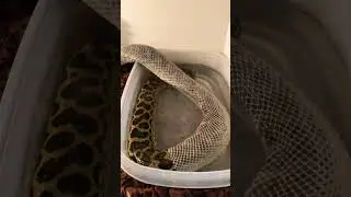 Satisfying Snake Shed ASMR Anaconda Edition! 🤩🐍