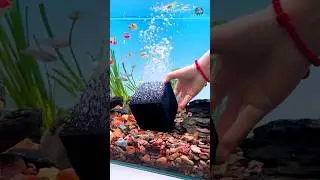 Testing Activated Carbon Filter Cubes | Aquarium Water Purifier 😱
