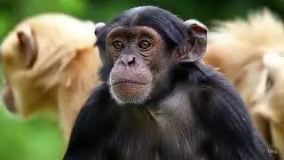 &ldquo;Rise of the Primates: How Tiny Survivors Changed the World    #Ch 8