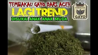 Tembakau Hijau Gayo