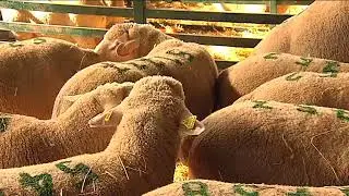 04/10/2018 - Canal Extremadura -  Feria Internacional Ganadera
