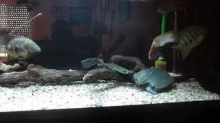 ACUARIO CABALLA INTRODUCCION TRONCOS