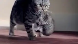 Whiskas Bad Tuna?